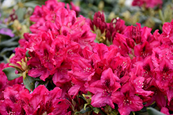 Nova Zembla Rhododendron (Rhododendron 'Nova Zembla') at Hunniford Gardens