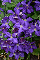 Jackmanii Clematis (Clematis 'Jackmanii') at Hunniford Gardens