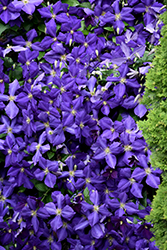 Jackmanii Clematis (Clematis 'Jackmanii') at Hunniford Gardens