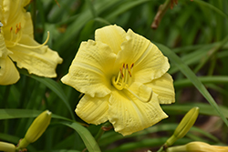 Rainbow Rhythm Going Bananas Daylily (Hemerocallis 'Going Bananas') at Hunniford Gardens