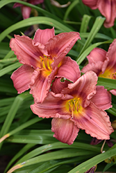 Happy Ever Appster Rosy Returns Daylily (Hemerocallis 'Rosy Returns') at Hunniford Gardens