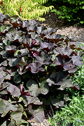 Britt Marie Crawford Rayflower (Ligularia dentata 'Britt Marie Crawford') at Hunniford Gardens