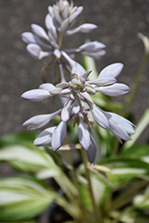 Cool As A Cucumber Hosta (Hosta 'Cool As A Cucumber') at Hunniford Gardens