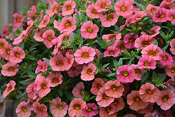 Superbells Coralina Calibrachoa (Calibrachoa 'iNCALMIABE') at Hunniford Gardens