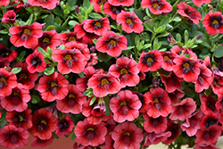 Superbells Pomegranate Punch Calibrachoa (Calibrachoa 'USCAL08501') at Hunniford Gardens