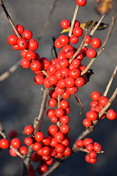 Berry Poppins Winterberry (Ilex verticillata 'FARROWBPOP') at Hunniford Gardens