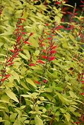 Golden Delicious Pineapple Sage (Salvia elegans 'Golden Delicious') at Hunniford Gardens