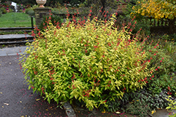 Golden Delicious Pineapple Sage (Salvia elegans 'Golden Delicious') at Hunniford Gardens