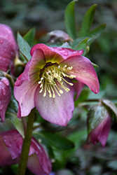 Honeymoon Paris In Pink Hellebore (Helleborus 'Paris In Pink') at Hunniford Gardens