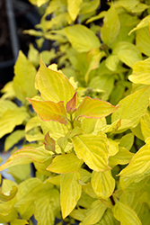 Neon Burst Dogwood (Cornus alba 'ByBoughen') at Hunniford Gardens