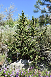 Bristlecone Pine (Pinus aristata) at Hunniford Gardens