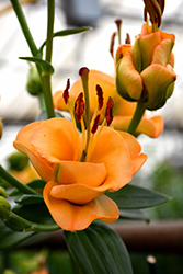 Apricot Fudge Lily (Lilium 'Apricot Fudge') at Hunniford Gardens
