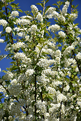Bailey's Select Schubert Chokecherry (Prunus virginiana 'Bailey Select') at Hunniford Gardens