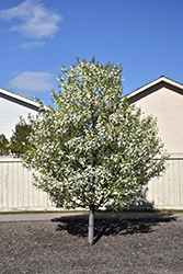 Bailey's Select Schubert Chokecherry (Prunus virginiana 'Bailey Select') at Hunniford Gardens
