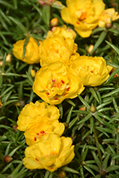 Happy Hour Lemon Portulaca (Portulaca grandiflora 'PAS752659') at Hunniford Gardens