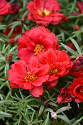 Happy Hour Deep Red Portulaca (Portulaca grandiflora 'PAS752678') at Hunniford Gardens