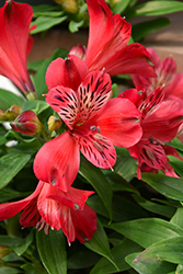 Inca Lolly Alstroemeria (Alstroemeria 'Koncalolly') at Hunniford Gardens