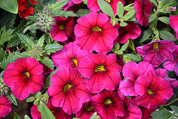 Superbells Cherry Red Calibrachoa (Calibrachoa 'USCAL23101') at Hunniford Gardens