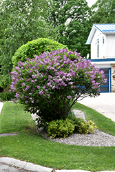 Donald Wyman Lilac (Syringa x prestoniae 'Donald Wyman') at Hunniford Gardens
