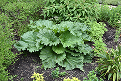 German Wine Rhubarb (Rheum 'German Wine') at Hunniford Gardens