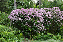 Donald Wyman Lilac (Syringa x prestoniae 'Donald Wyman') at Hunniford Gardens