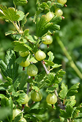 Captivator Gooseberry (Ribes uva-crispa 'Captivator') at Hunniford Gardens