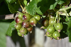 Captivator Gooseberry (Ribes uva-crispa 'Captivator') at Hunniford Gardens