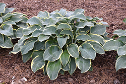 Regal Splendor Hosta (Hosta 'Regal Splendor') at Hunniford Gardens