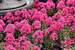Early Red Garden Phlox (Phlox paniculata 'Early Red') at Hunniford Gardens