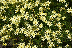 Moonbeam Tickseed (Coreopsis verticillata 'Moonbeam') at Hunniford Gardens