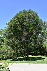 Laurel Leaf Willow (Salix pentandra) at Hunniford Gardens