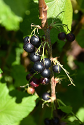 Jostaberry (Ribes x nidigrolaria) at Hunniford Gardens