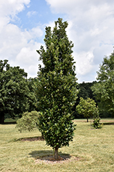 Regal Prince English Oak (Quercus 'Regal Prince') at Hunniford Gardens