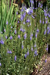 Blue Skywalker Speedwell (Veronica 'Blue Skywalker') at Hunniford Gardens