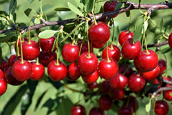Crimson Passion Cherry (Prunus 'Crimson Passion') at Hunniford Gardens
