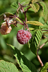 Royalty Raspberry (Rubus 'Royalty') at Hunniford Gardens