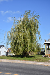 Prairie Cascade Weeping Willow (Salix 'Prairie Cascade') at Hunniford Gardens