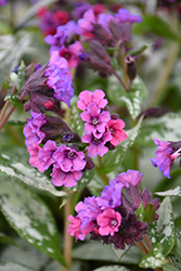 Silver Bouquet Lungwort (Pulmonaria 'Silver Bouquet') at Hunniford Gardens