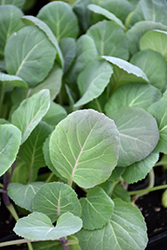 Collard Greens (Brassica oleracea var. viridis) at Hunniford Gardens