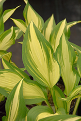 Cool As A Cucumber Hosta (Hosta 'Cool As A Cucumber') at Hunniford Gardens