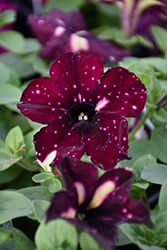 Headliner Starry Sky Burgundy Petunia (Petunia 'KLEPH18389') at Hunniford Gardens