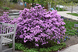 P.J.M. Rhododendron (Rhododendron 'P.J.M.') at Hunniford Gardens