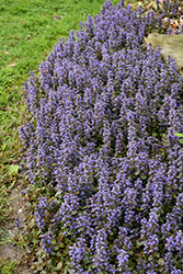 Caitlin's Giant Bugleweed (Ajuga reptans 'Caitlin's Giant') at Hunniford Gardens