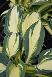 High Society Hosta (Hosta 'High Society') at Hunniford Gardens