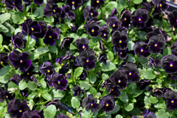 Sorbet Black Delight Pansy (Viola 'Sorbet Black Delight') at Hunniford Gardens