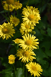 Little Leo Leopard's Bane (Doronicum 'Little Leo') at Hunniford Gardens