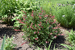 Valentine Bleeding Heart (Dicentra spectabilis 'Hordival') at Hunniford Gardens