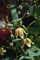My Angel Golden Clematis (Clematis tangutica 'Engelina') at Hunniford Gardens