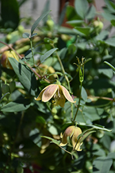 My Angel Golden Clematis (Clematis tangutica 'Engelina') at Hunniford Gardens