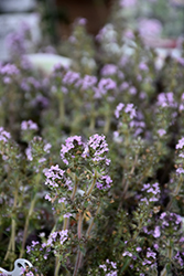 Spicy Orange Thyme (Thymus 'Spicy Orange') at Hunniford Gardens